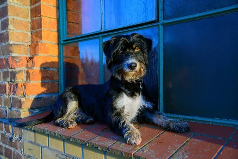 A dog is lying relaxed on a brick window sill in sunlight, mixed breed, mixed breed dog,
