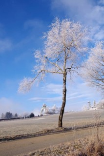 Winter landscape, frost, ski jump, Winterberg, North Rhine-Westphalia, Germany, The branches of a