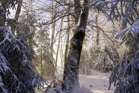 Winter landscape, snow, lighting atmosphere, forest, Winterberg, North Rhine-Westphalia, Germany,