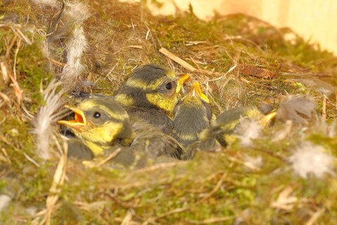 Blue tit (Cyanistes caeruleus) young in the nest, Wilnsdorf, North Rhine-Westphalia, Germany