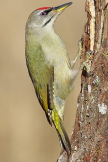 Grey-headed woodpecker (Picus canus), male sitting on a tree stump overgrown with moss and lichen,