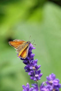 Large skipper (Ochlodes venatus), collecting nectar from a flower of Common lavender (Lavandula