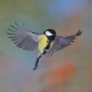 Great tit (Parus major), male in flight, high-speed aerial photograph Wilnsdorf, North