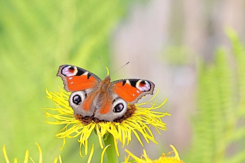 Peacock butterfly (Aglais io), on a yellow flower of a Great Telekie (Telekia speciosa), Wilnsdorf,