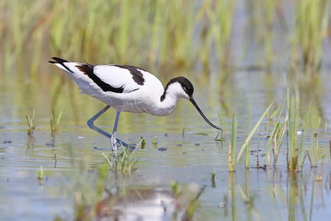 Avocet (Recurvirostra avosetta) adult wader walking in shallow water, Wildlife, Lake