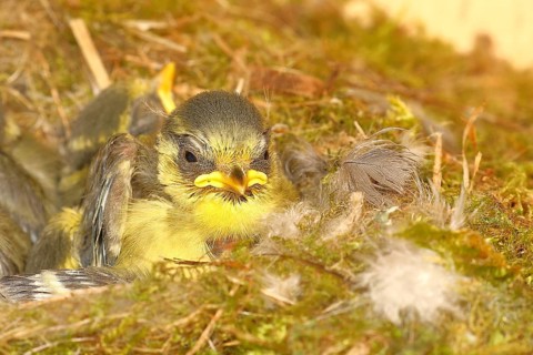 Blue tit (Cyanistes caeruleus) young in the nest, Wilnsdorf, North Rhine-Westphalia, Germany
