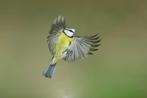 Blue tit (Parus caeruleus) in flight, flight photo, high speed flight photo Wilnsdorf, North