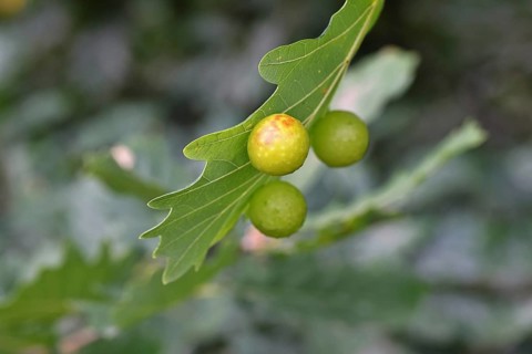 Oak gall wasp (Cynips quercusfolii), oak sponge gall on the underside of a leaf of a pedunculate