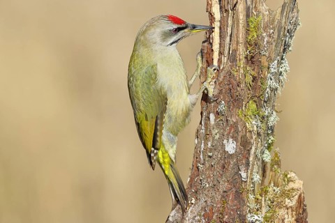 Grey-headed woodpecker (Picus canus), male sitting on a tree stump overgrown with moss and lichen,