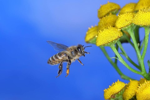 European honey bee (Apis mellifera), in flight on a flower of tansy or worm fern (Tanecetum