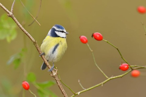 Blue tit (Parus caeruleus), sitting in the branches of a dog rose, dog rose (Rosa canina),