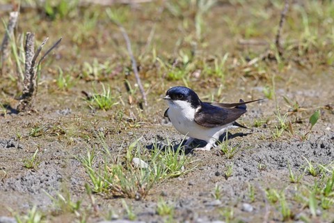 House martin (Delichon urbicum), picking up clay for nest building, wildlife, migratory birds,