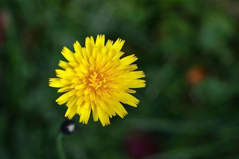 Mouse-ear hawkweed, also known as Lesser mouse-eared hawkweed or long-haired hawkweed (Hieracium