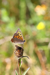 Small copper (Lycaena phlaeas) in a meadow, Gambach nature reserve, Burbach, North