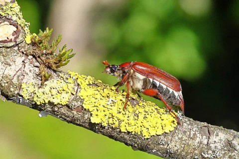 May beetle, wood cockchafer (Melolontha hippocastani), female, on a branch covered with lichen,