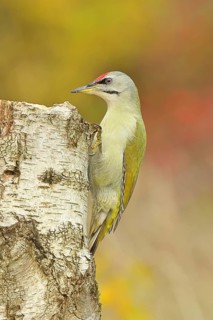 Grey-headed woodpecker (Picus canus), male sitting on a tree stump at the edge of the forest,