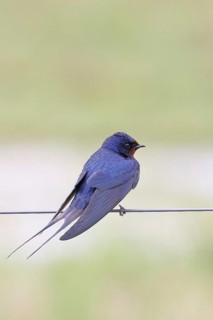 Barn Swallow (Hirundo rustica) sitting on a pasture fence, wildlife, animals, birds, swallows,