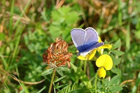 Blue butterfly (Polyommatus icarus), Common blue, male on a flower of the Bird's-foot Trefoil