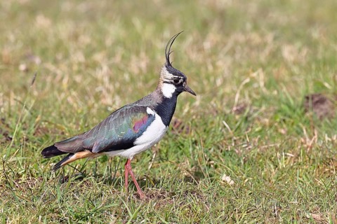Lapwing (Vanellus vanellus), in splendid plumage, foraging in a marshy meadow, wildlife, Lembruch,