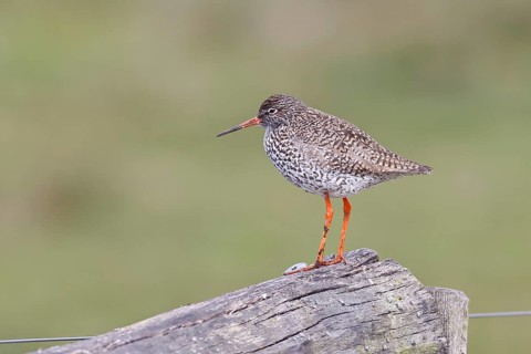 Redshank (Tringa totanus) standing on a pasture fence post, snipe bird, spring, wildlife, Hüde,