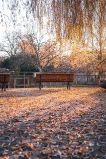 Park benches in an area covered with autumn leaves, Stadtgarten Pforzheim, Germany