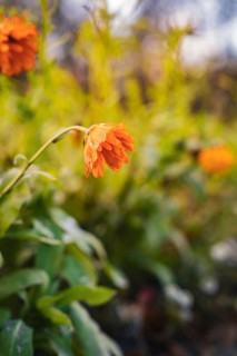 Orange flower against blurred autumn background, Stadtgarten Pforzheim, Germany