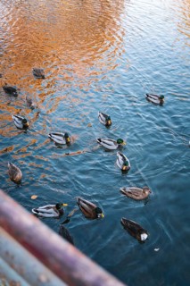 Ducks swim in a body of water reflected by autumn colors, Stadtgarten Pforzheim, Germany