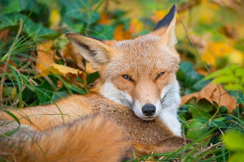 Red fox (Vulpes vulpes) lies between grass and autumn leaves and looks attentively, but relaxed,