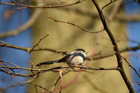 Long-tailed Tit, (Aegithalos caudatus) in winter in a lime tree, Schleswig-Holstein, Germany