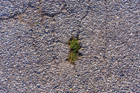 Grass grows in a gap in the asphalt surface, soil, with many, small cracks, roadway, parking lot