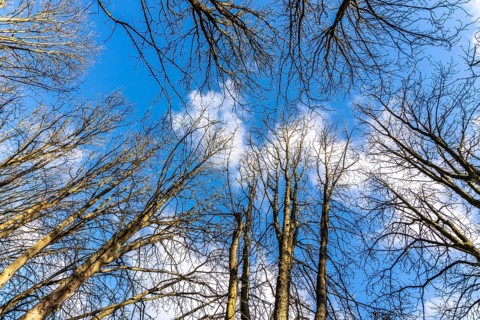 Treetops, bare trees, branches, blue sky, winter North Rhine-Westphalia, Germany