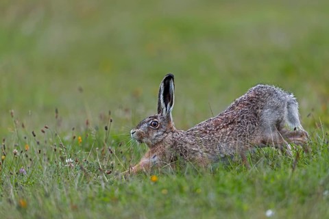 Anyone observing the behaviour of brown hares (Lepus europaeus) will notice recurring patterns of