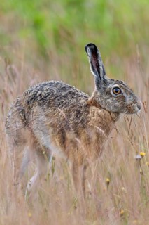 Brown hares (Lepus europaeus) often take breaks to stretch while foraging, Germany
