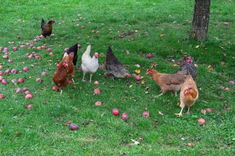 Chickens (Gallus gallus domesticus) in a meadow with fallen apples (Malus), Morschreuth, Upper