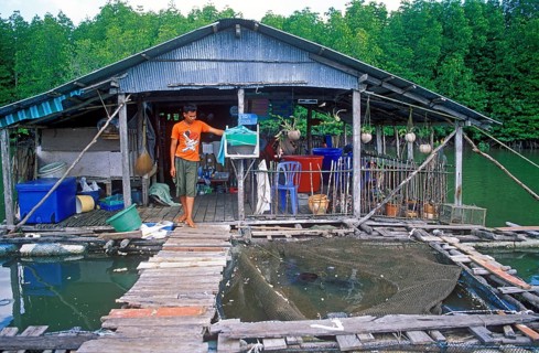 Young man, fish farm in the tidal river near Krabbi, two years in front of the tsunami, Thailand,