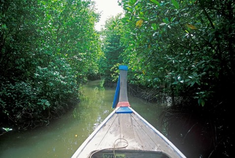 Boat trip through the mangrove jungle near Krabbi, two years in front of the tsunami, Thailand,