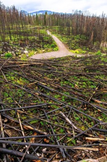 New green grass and plants thriving among charred tree remains in a burned forest highlight