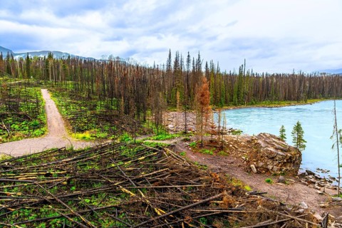 Athabasca falls in jasper national park, alberta, canada, reveals the aftermath of a forest fire