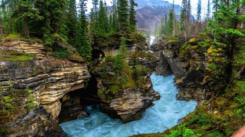 Powerful athabasca falls cascading through a narrow canyon, surrounded by lush pine forests and