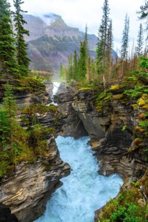 Powerful athabasca falls cascades through a narrow gorge carved into the rock, surrounded by lush