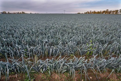 Leek cultivation (Allium ampeloprasum) in Knoblauchsland, vegetable growing area, Nuremberg, Middle