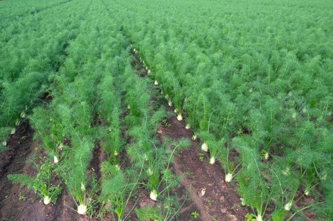 Fennel cultivation (Foeniculum vulgare) in Knoblauchsland, vegetable growing area, Nuremberg,