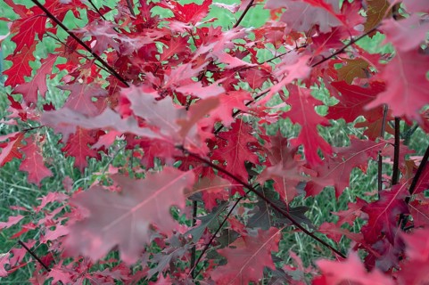 Leaves of the red oak, (Prunus domestica subsp. domestica), Bavaria, Germany