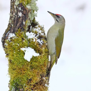 Grey-headed woodpecker (Picus canus), male sitting on a dead wood covered with moss and lichen in