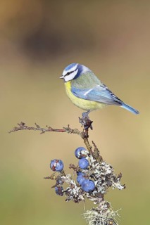 Blue tit (Parus caeruleus), sitting on a branch in a blackthorn bush, (Prunus spinosa), sloes, with