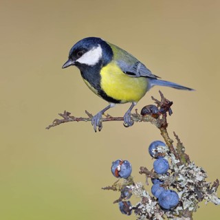 Great tit (Parus major), sitting on a branch in a blackthorn bush, (Prunus spinosa), sloes, with