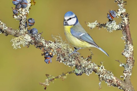 Blue tit (Parus caeruleus), sitting on a branch in a blackthorn bush, (Prunus spinosa), sloes, with
