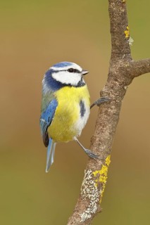 Blue tit (Parus caeruleus), sitting on a branch, Wilnsdorf, North Rhine-Westphalia, Germany