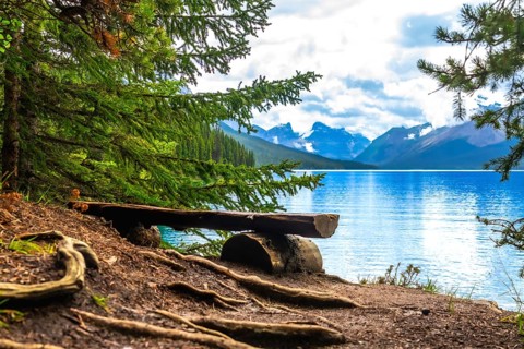 Weathered wooden bench nestled among trees offers a tranquil spot for admiring breathtaking views