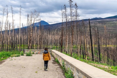 Tourist walking along a viewpoint overlooking a burnt forest in maligne canyon, jasper national
